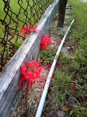 [Two of these red blooms are coming from below the wooden bar while one is barely above it poking through the chain link fence. This view is further from the blooms than the prior one so only the stamen of the nearest plant are visible.]